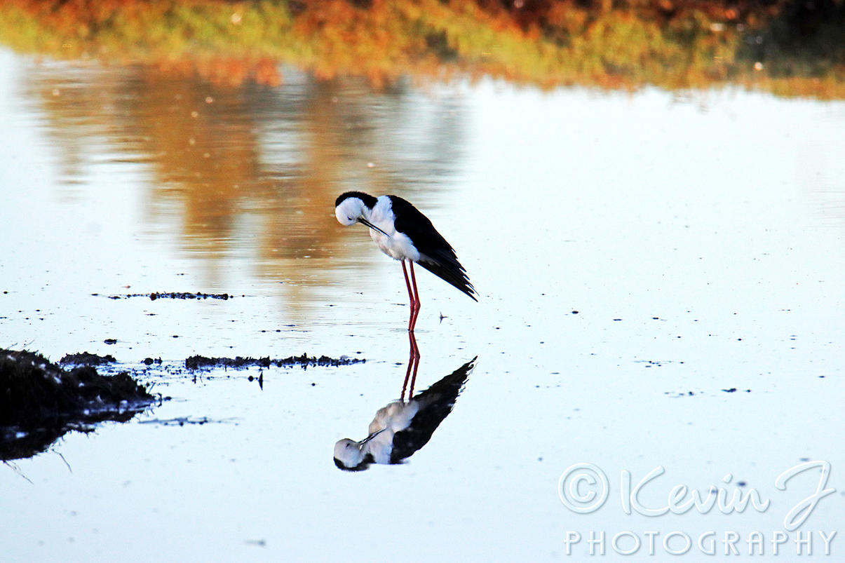 Click image for larger version

Name:	Red Kneeded Stilt.jpg
Views:	82
Size:	132.8 KB
ID:	492329