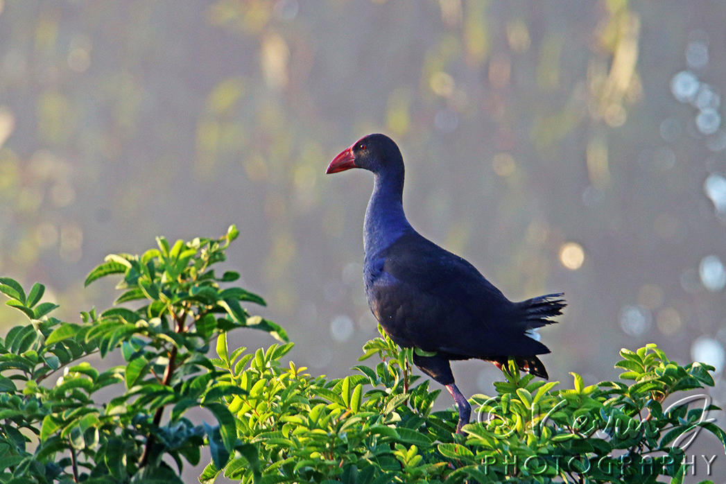 Click image for larger version

Name:	Swamphen.jpg
Views:	85
Size:	156.0 KB
ID:	492341