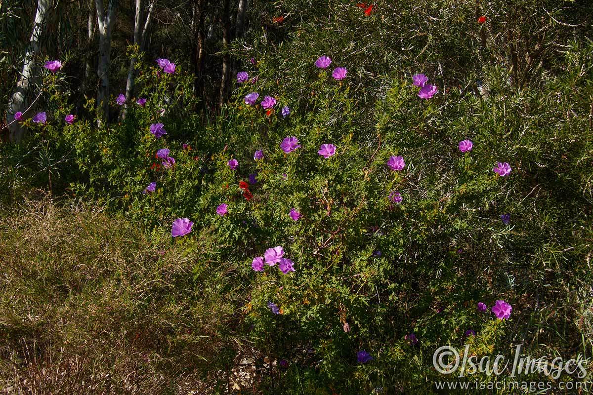 Click image for larger version

Name:	6469-Wild_Hibiscus_Bush.jpg
Views:	53
Size:	301.1 KB
ID:	492427