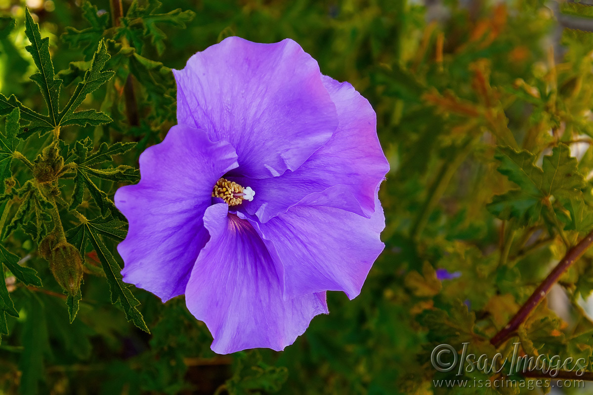 Click image for larger version

Name:	6467-Wild_Hibiscus.jpg
Views:	53
Size:	297.3 KB
ID:	492428