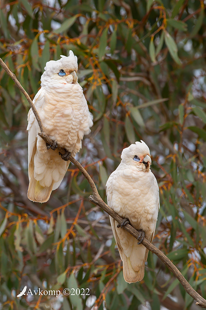 Click image for larger version

Name:	corella 7973.jpg
Views:	60
Size:	319.8 KB
ID:	492646