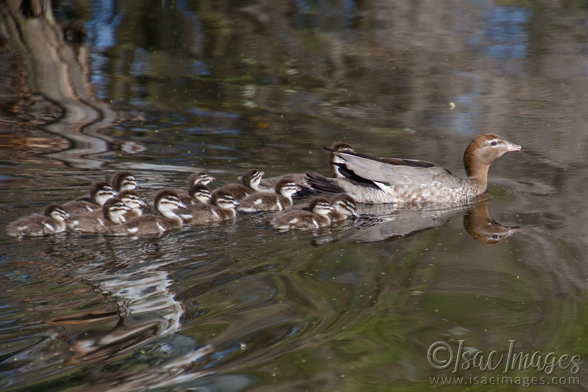 Click image for larger version

Name:	6511-Wood_Duck_Family-x14.jpg
Views:	42
Size:	222.4 KB
ID:	492737