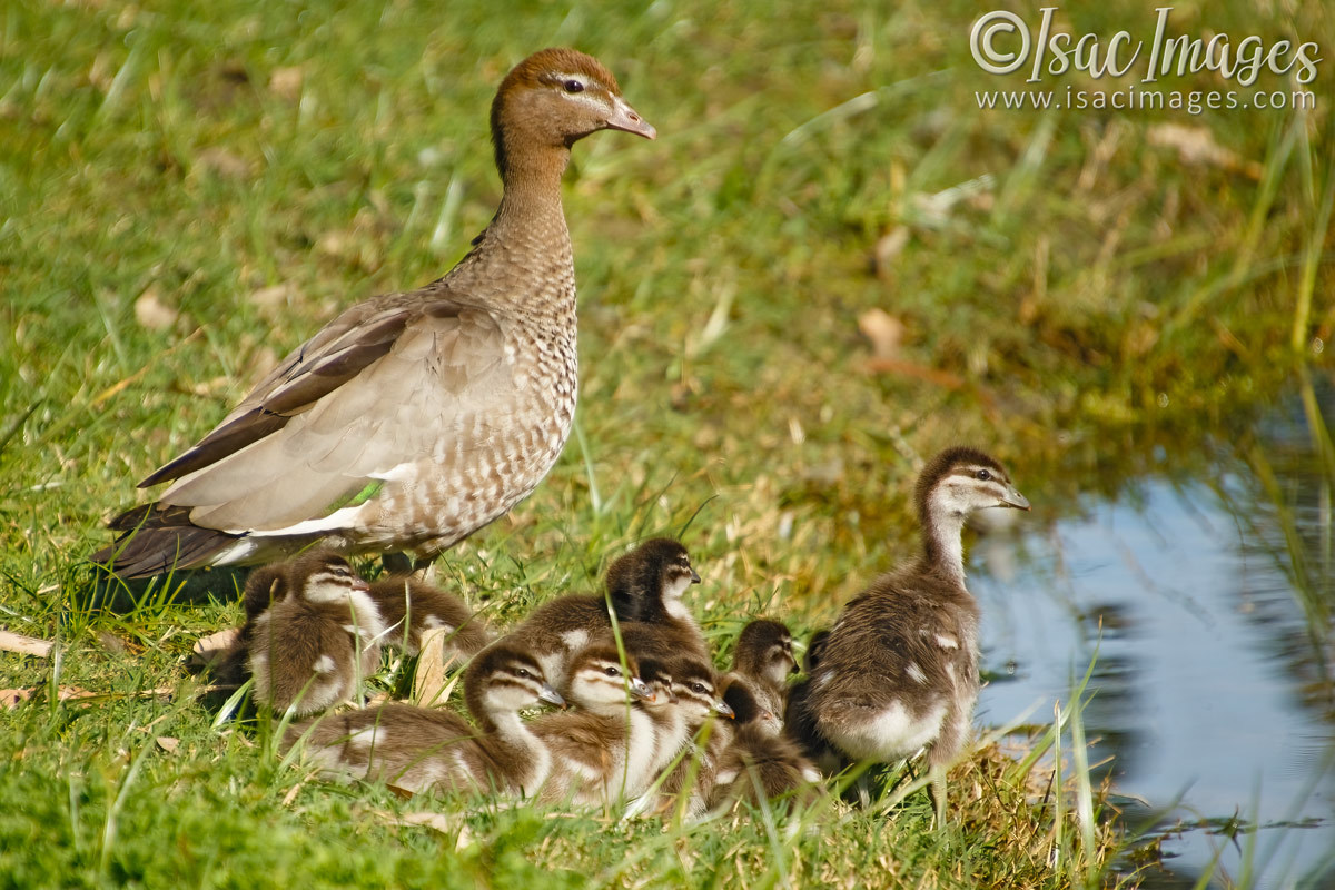 Click image for larger version

Name:	6506-Wood_Duck_Family-x14.jpg
Views:	42
Size:	291.6 KB
ID:	492738