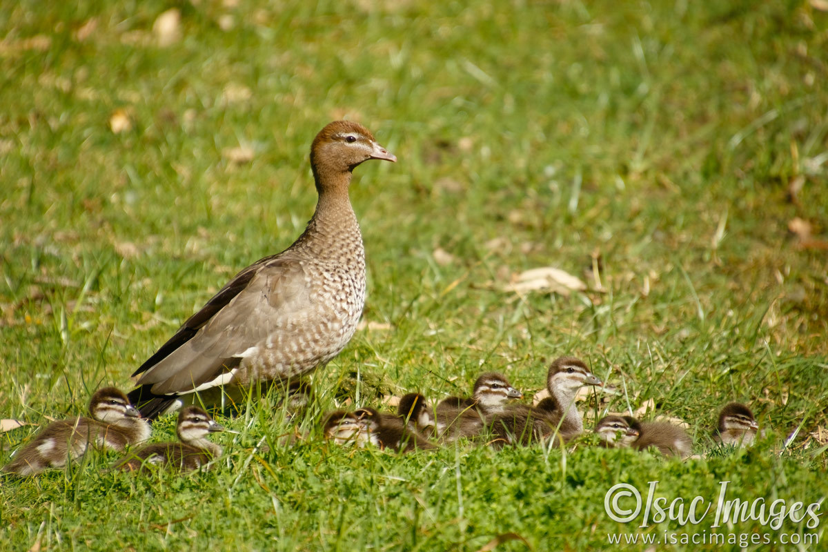 Click image for larger version

Name:	6497-Wood_Duck_Family-x14.jpg
Views:	42
Size:	293.3 KB
ID:	492739