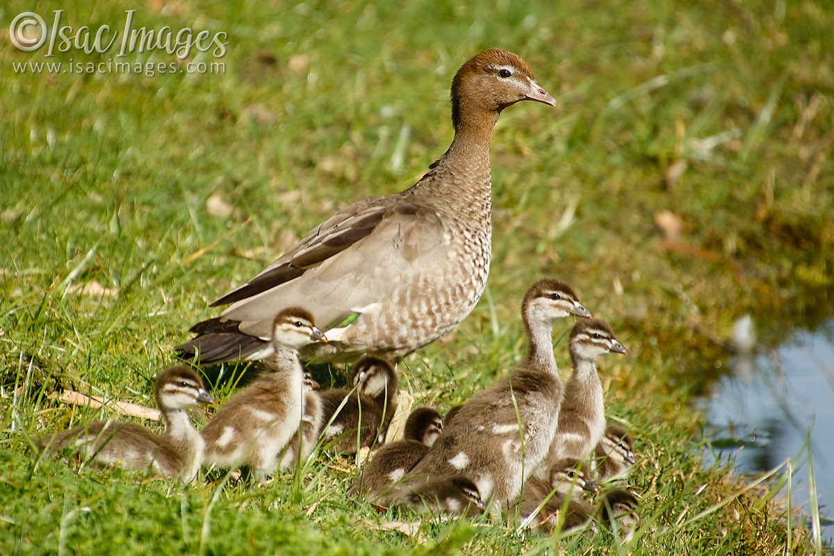 Click image for larger version

Name:	6504-Wood_Duck_Family-x14.jpg
Views:	41
Size:	306.6 KB
ID:	492740