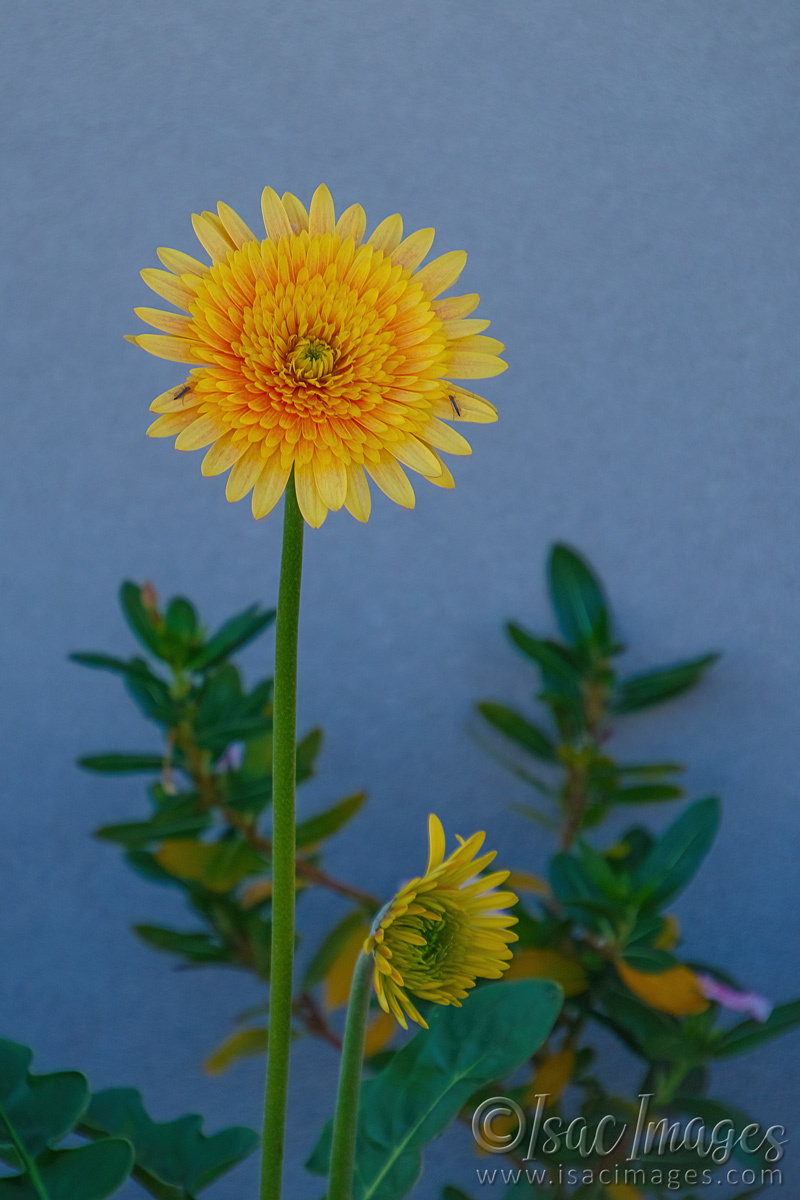 Click image for larger version

Name:	6526-Yellow_Gerbera.jpg
Views:	64
Size:	289.1 KB
ID:	492748