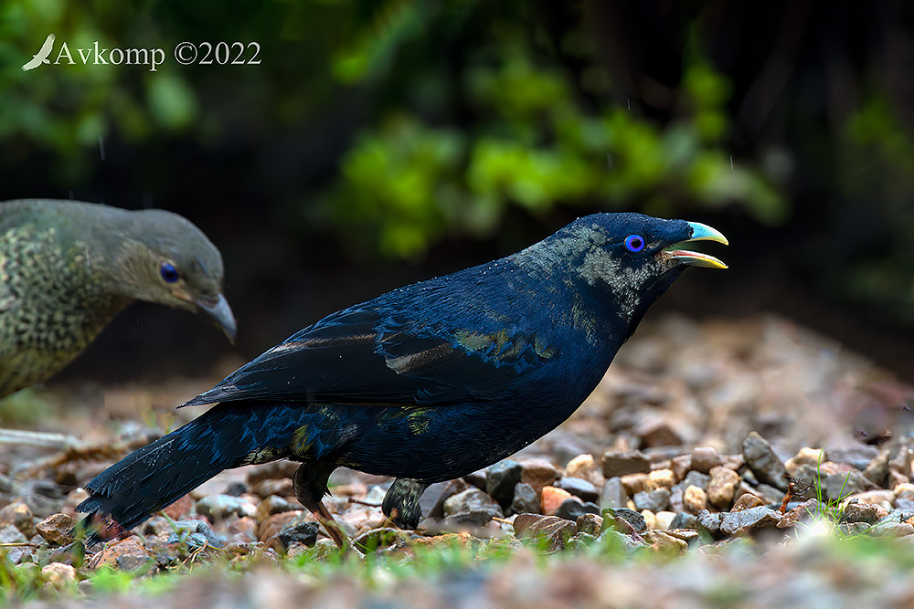 Click image for larger version

Name:	bowerbird 8013.jpg
Views:	51
Size:	295.6 KB
ID:	492900