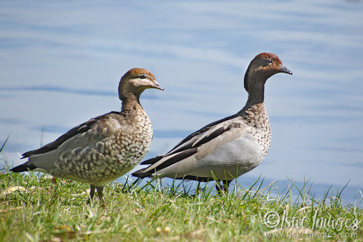 Click image for larger version

Name:	6537-Wood_Ducks.jpg
Views:	46
Size:	306.8 KB
ID:	492910