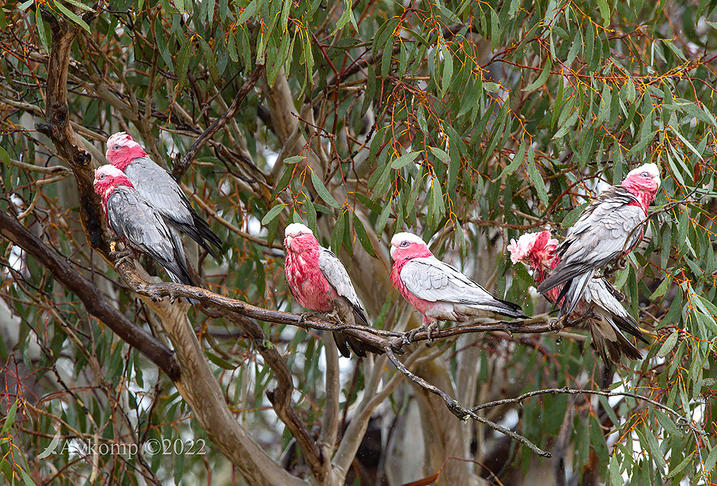 Click image for larger version

Name:	galah 7983.jpg
Views:	58
Size:	182.4 KB
ID:	492929