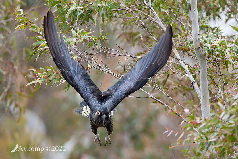 Click image for larger version

Name:	yellow tail black cockatoo 8152.jpg
Views:	50
Size:	171.4 KB
ID:	493436