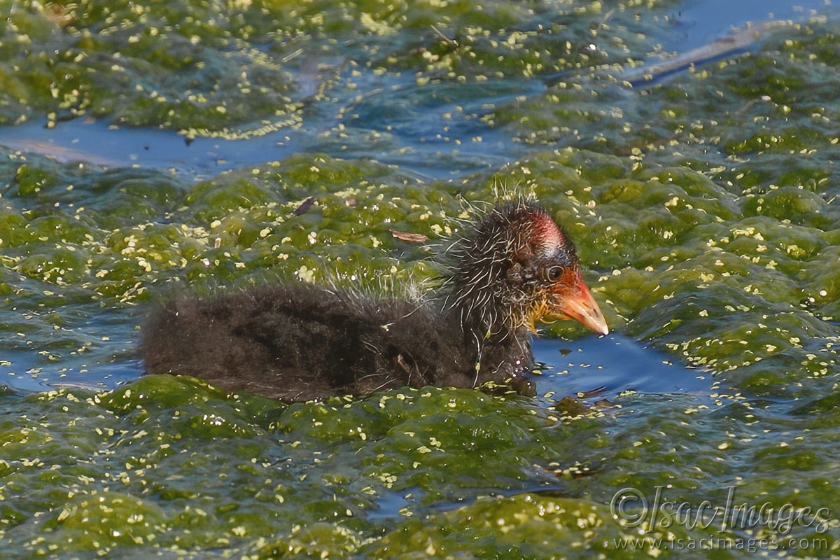 Click image for larger version

Name:	6983-Coot_Juvenile.jpg
Views:	49
Size:	302.2 KB
ID:	493484