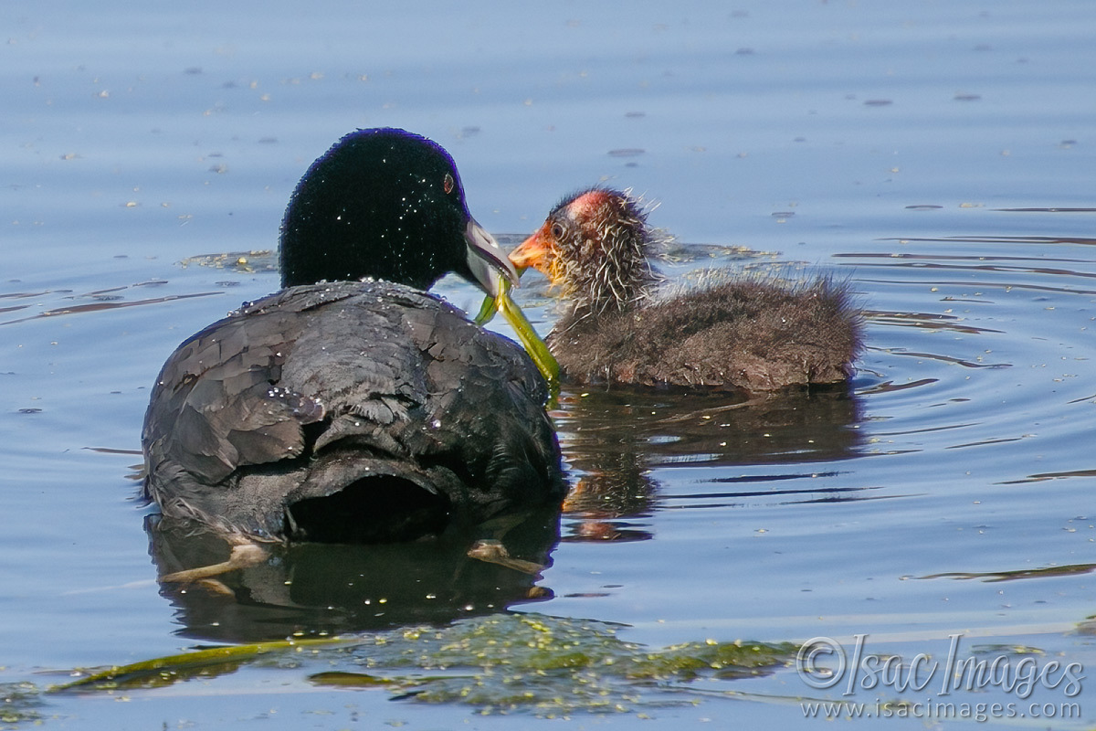 Click image for larger version

Name:	7008-Coot_Feeding.jpg
Views:	41
Size:	292.4 KB
ID:	493485