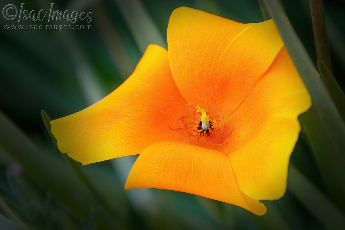Click image for larger version

Name:	7016-Poppy.jpg
Views:	72
Size:	281.0 KB
ID:	493490