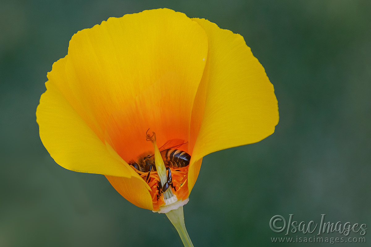 Click image for larger version

Name:	7018-Bee_In_Poppy.jpg
Views:	63
Size:	277.6 KB
ID:	493491