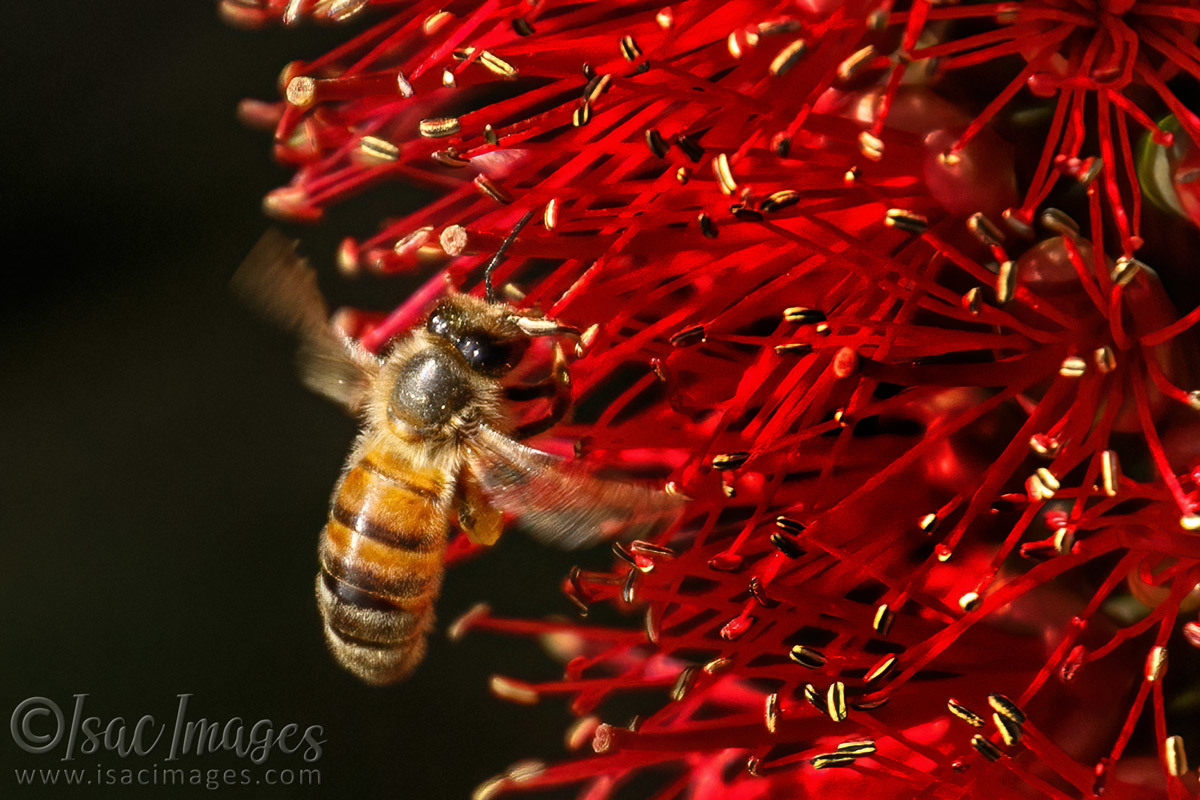 Click image for larger version

Name:	7039-Bee_Callistemon.jpg
Views:	69
Size:	301.9 KB
ID:	493492