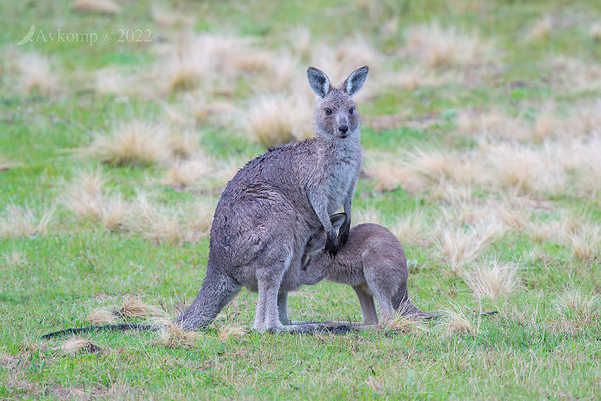 Click image for larger version

Name:	kangaroo 8040.jpg
Views:	82
Size:	165.9 KB
ID:	493537
