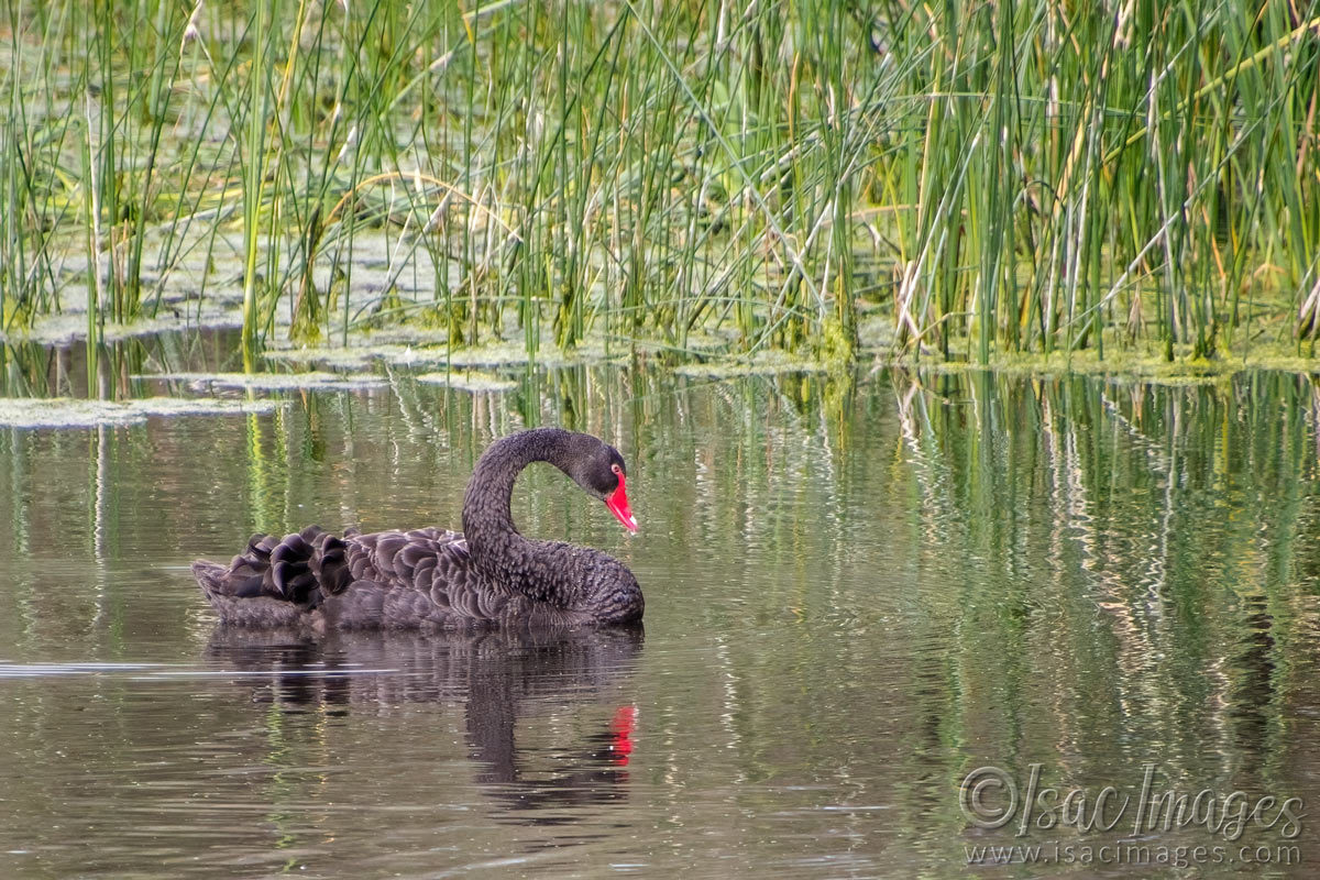 Click image for larger version

Name:	6758-Swan.jpg
Views:	60
Size:	298.2 KB
ID:	493562