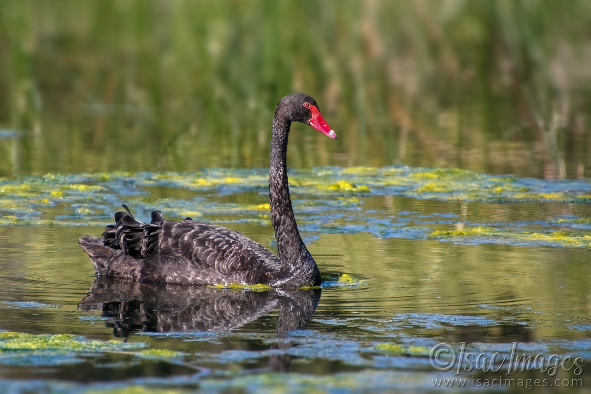 Click image for larger version

Name:	6976-Swan.jpg
Views:	60
Size:	300.1 KB
ID:	493563