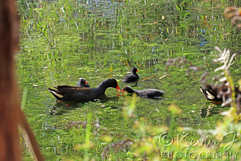 Click image for larger version

Name:	Swamphen Family 157.jpg
Views:	47
Size:	219.1 KB
ID:	493725