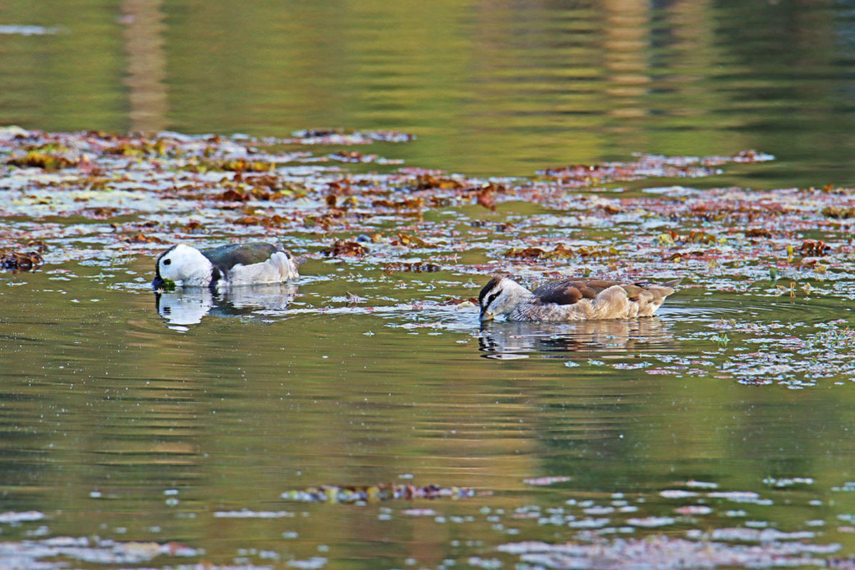 Click image for larger version

Name:	New Ducks 26.jpg
Views:	49
Size:	237.3 KB
ID:	493727