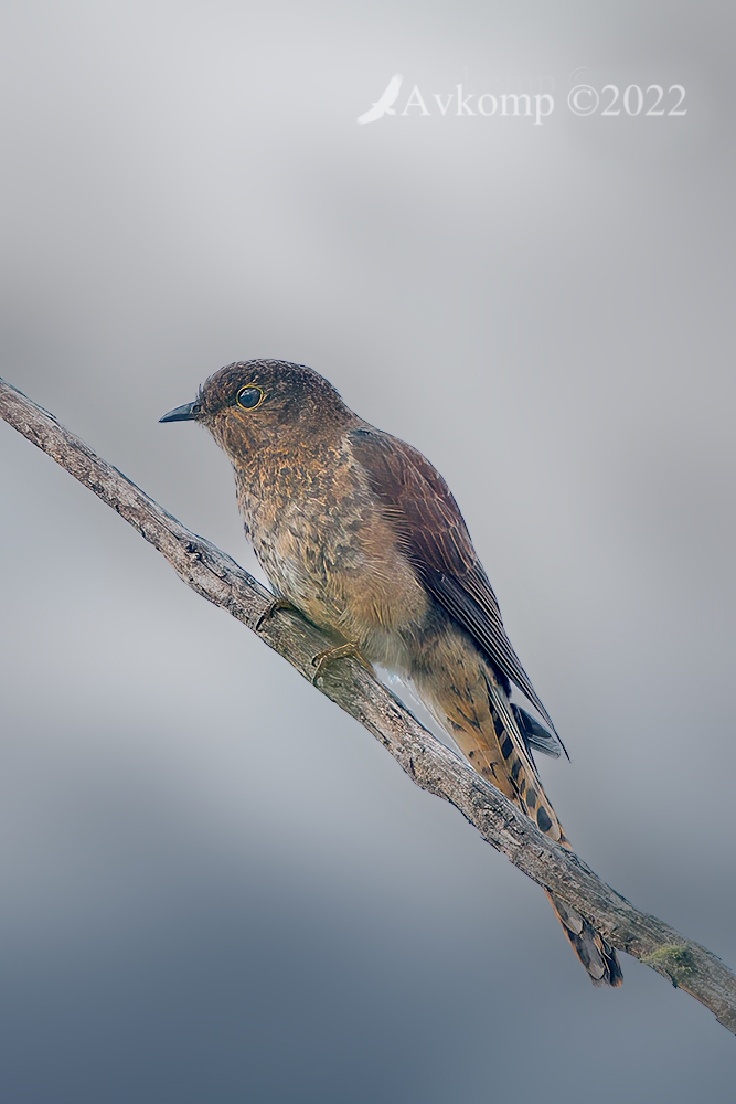 Click image for larger version

Name:	fantail cuckoo 6802 blurred bg.jpg
Views:	61
Size:	303.4 KB
ID:	493734