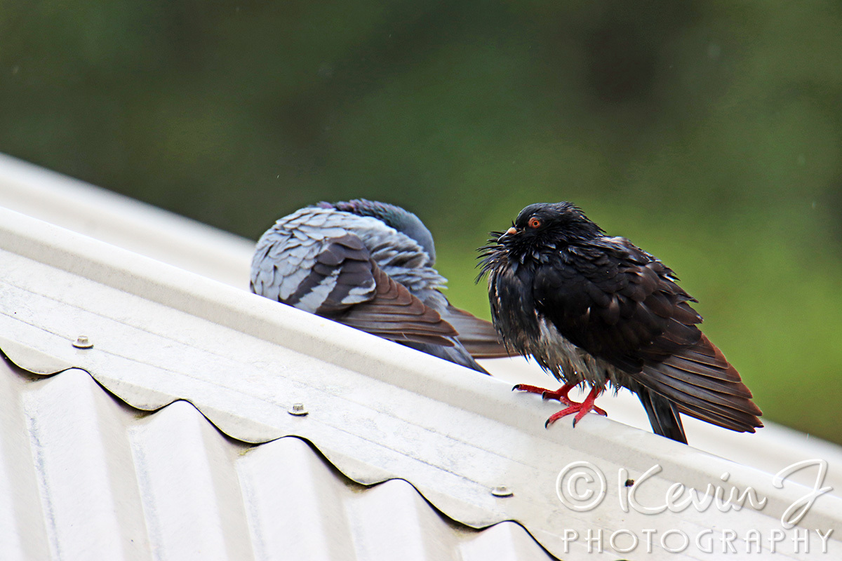 Click image for larger version

Name:	Wet Rats 19.jpg
Views:	56
Size:	306.1 KB
ID:	493786