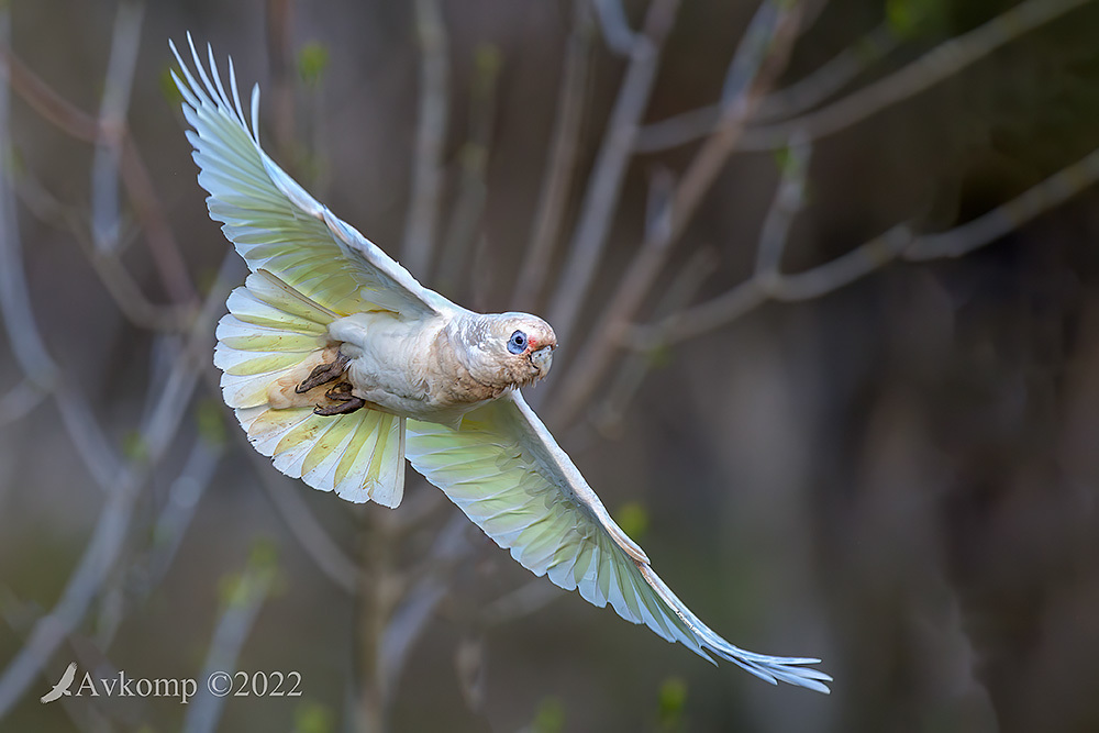 Click image for larger version

Name:	corella 8189.jpg
Views:	63
Size:	173.7 KB
ID:	493995