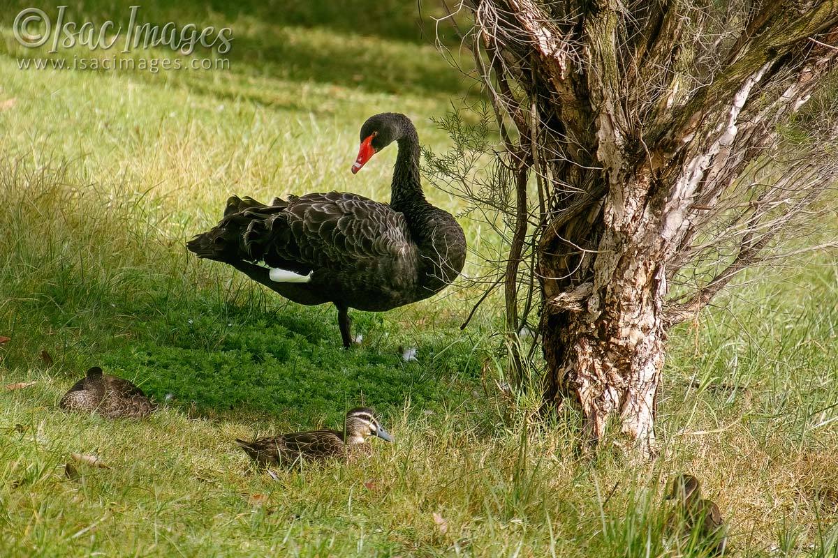 Click image for larger version

Name:	7193-Swan_on_Bank.jpg
Views:	49
Size:	286.1 KB
ID:	494005