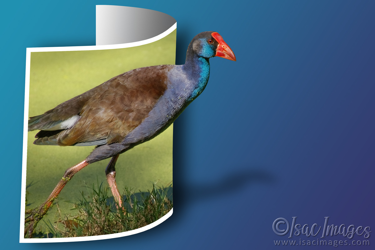 Click image for larger version

Name:	6519-Swamphen-OOB.jpg
Views:	93
Size:	289.1 KB
ID:	494120