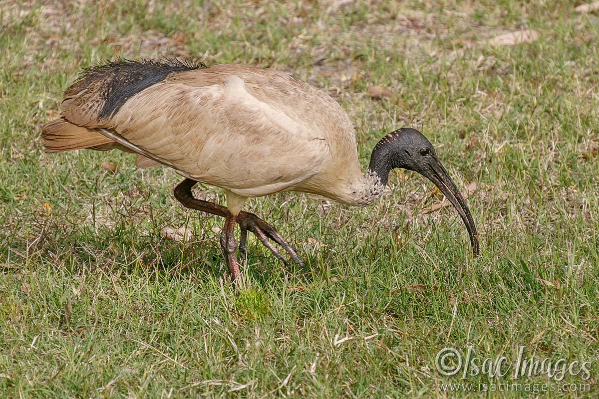 Click image for larger version

Name:	7314-White_Ibis.jpg
Views:	40
Size:	280.6 KB
ID:	494162