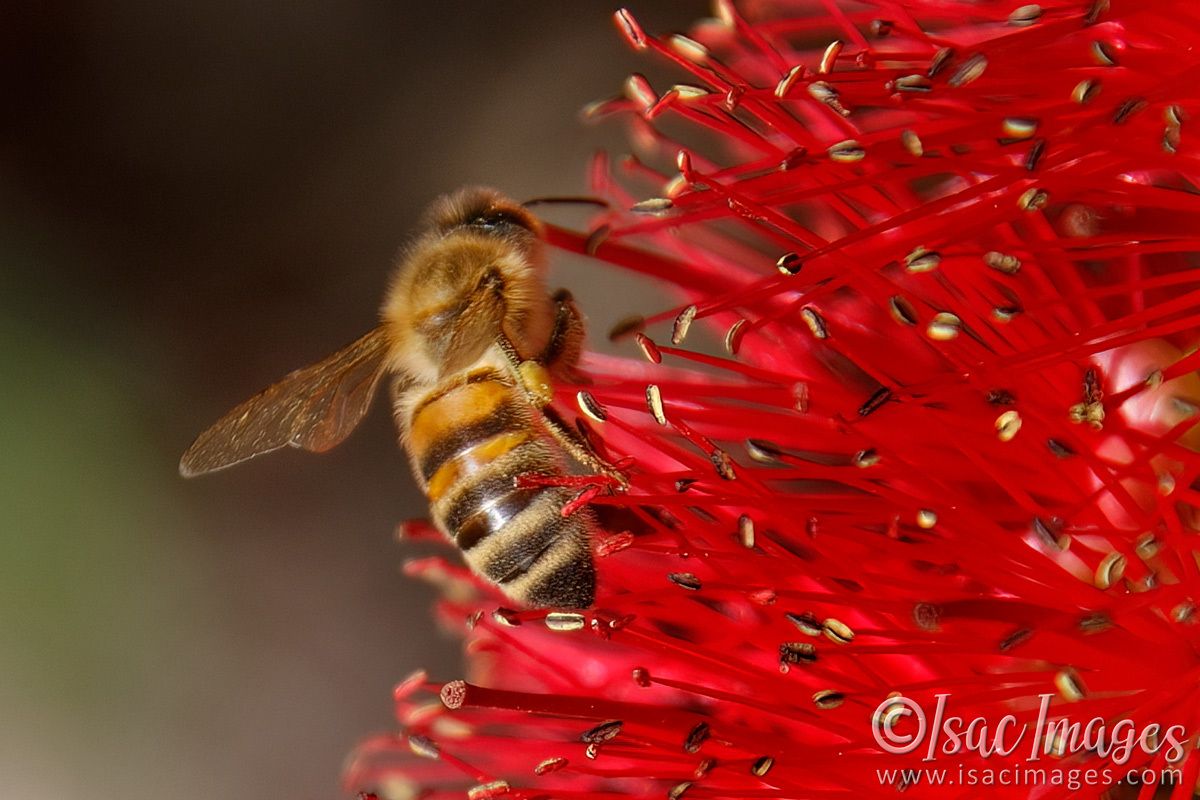 Click image for larger version

Name:	7376-Bee_in_Callistemon.jpg
Views:	70
Size:	312.1 KB
ID:	494171