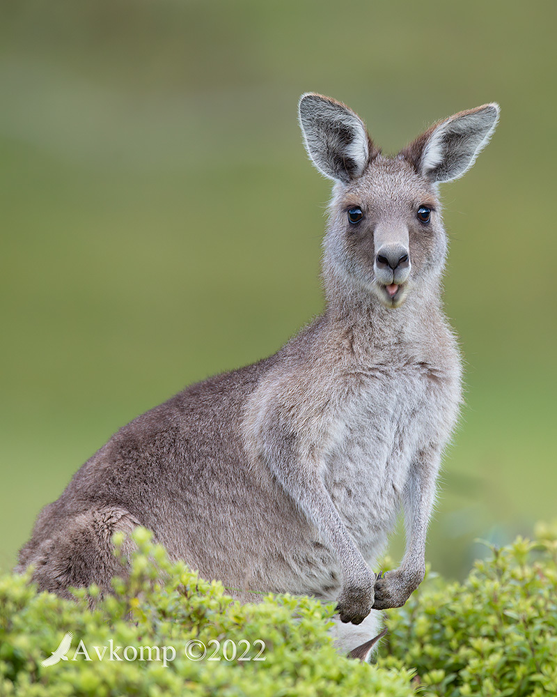 Click image for larger version

Name:	kangaroo 8208.jpg
Views:	63
Size:	312.8 KB
ID:	494230