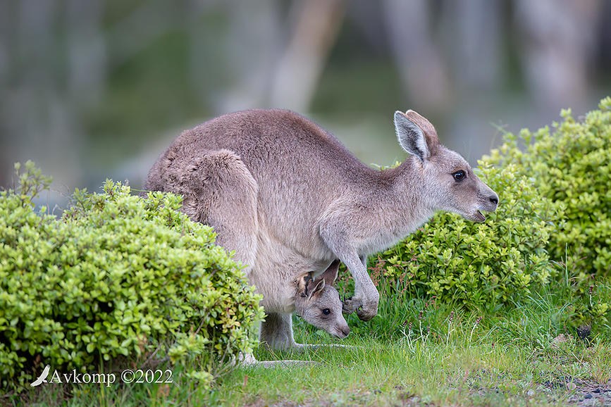 Click image for larger version

Name:	kangaroo 8209.jpg
Views:	52
Size:	175.1 KB
ID:	494231