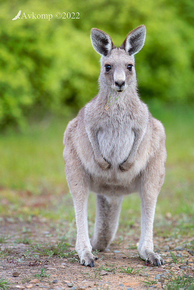 Click image for larger version

Name:	kangaroo 8207.jpg
Views:	59
Size:	310.9 KB
ID:	494232