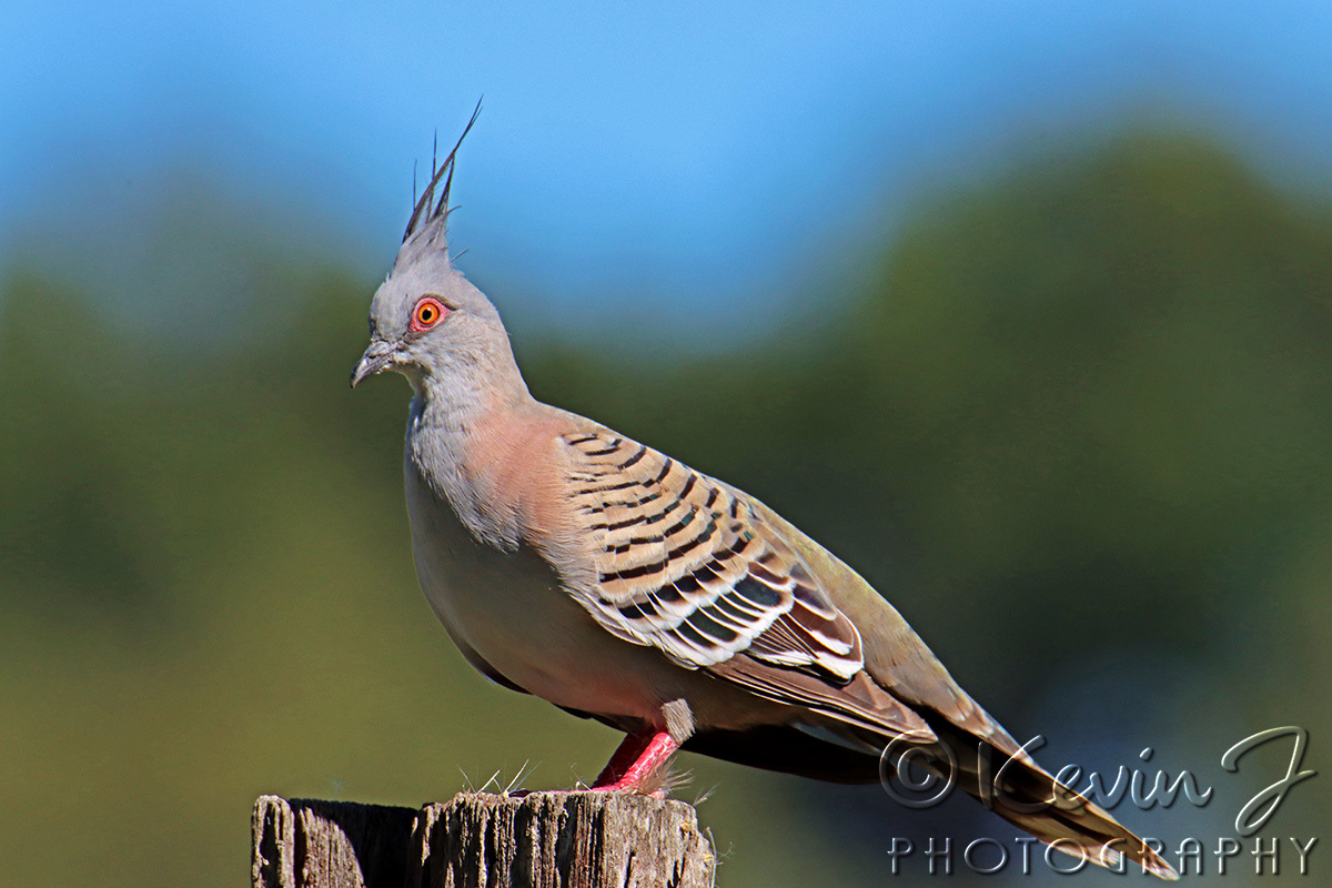 Click image for larger version

Name:	Crested 119.jpg
Views:	64
Size:	325.4 KB
ID:	494261