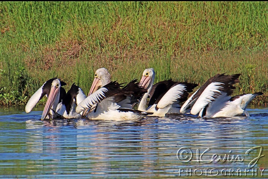 Click image for larger version

Name:	Pelicans 42.jpg
Views:	50
Size:	234.6 KB
ID:	494264