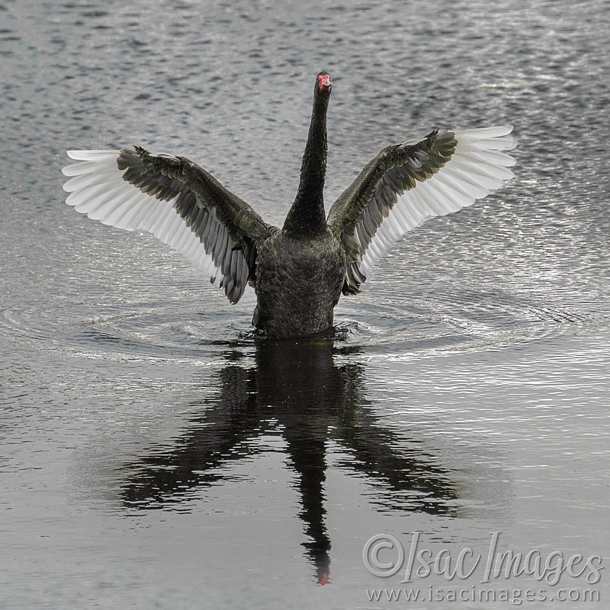 Click image for larger version

Name:	7426-Swan_SQ.jpg
Views:	21
Size:	288.7 KB
ID:	494282