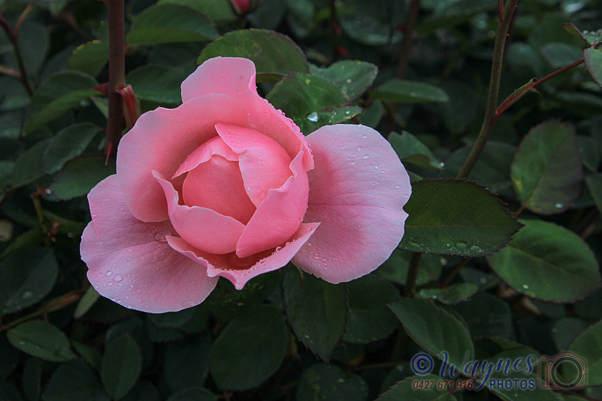 Click image for larger version

Name:	0124-Pink_Rose.jpg
Views:	71
Size:	310.8 KB
ID:	494307