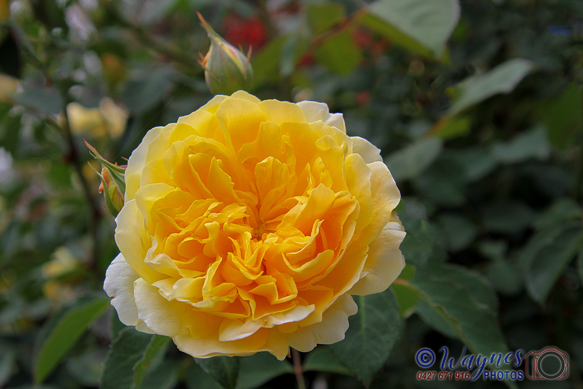 Click image for larger version

Name:	0139-Yellow_Rose.jpg
Views:	76
Size:	297.2 KB
ID:	494309