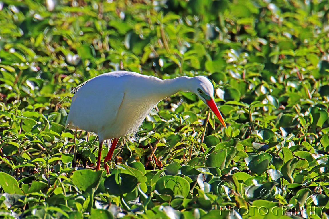 Click image for larger version

Name:	Egret 95.jpg
Views:	62
Size:	294.2 KB
ID:	494389