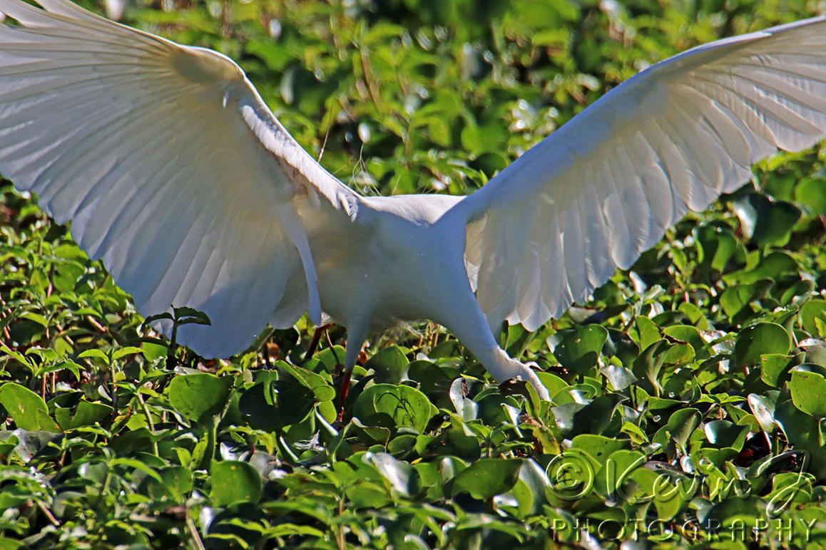 Click image for larger version

Name:	Egret 96.jpg
Views:	51
Size:	246.7 KB
ID:	494390