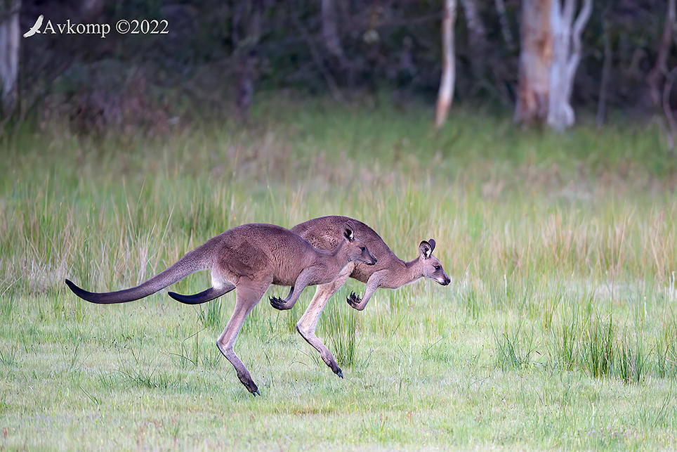 Click image for larger version

Name:	kangaroo 8275.jpg
Views:	76
Size:	160.3 KB
ID:	494435