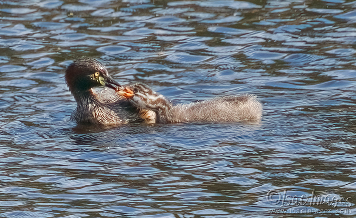 Click image for larger version

Name:	7462-Grebe_Feeding.jpg
Views:	66
Size:	307.6 KB
ID:	494516