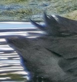 Click image for larger version

Name:	ScreenHunter 924.jpg
Views:	58
Size:	8.4 KB
ID:	494536