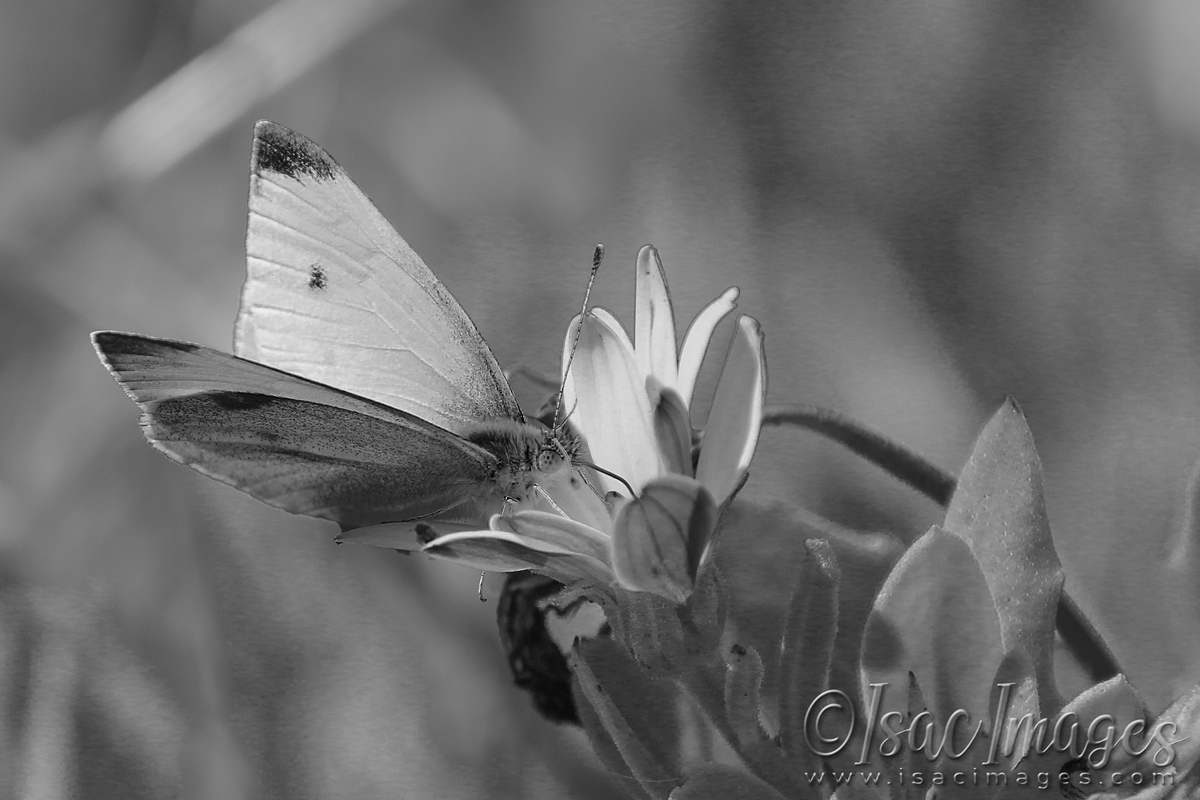 Click image for larger version

Name:	3443-Cabbage_Moth-3.jpg
Views:	152
Size:	384.9 KB
ID:	481506