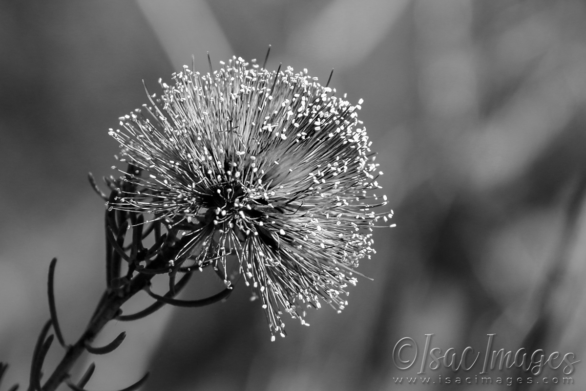 Click image for larger version

Name:	3324-Melaleuca_Parviceps-BW.jpg
Views:	180
Size:	444.7 KB
ID:	481411