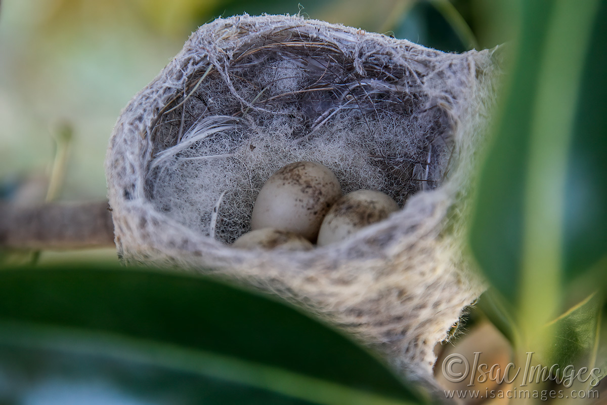 Click image for larger version

Name:	7634-Willie_Nest_Eggs.jpg
Views:	65
Size:	302.3 KB
ID:	494558