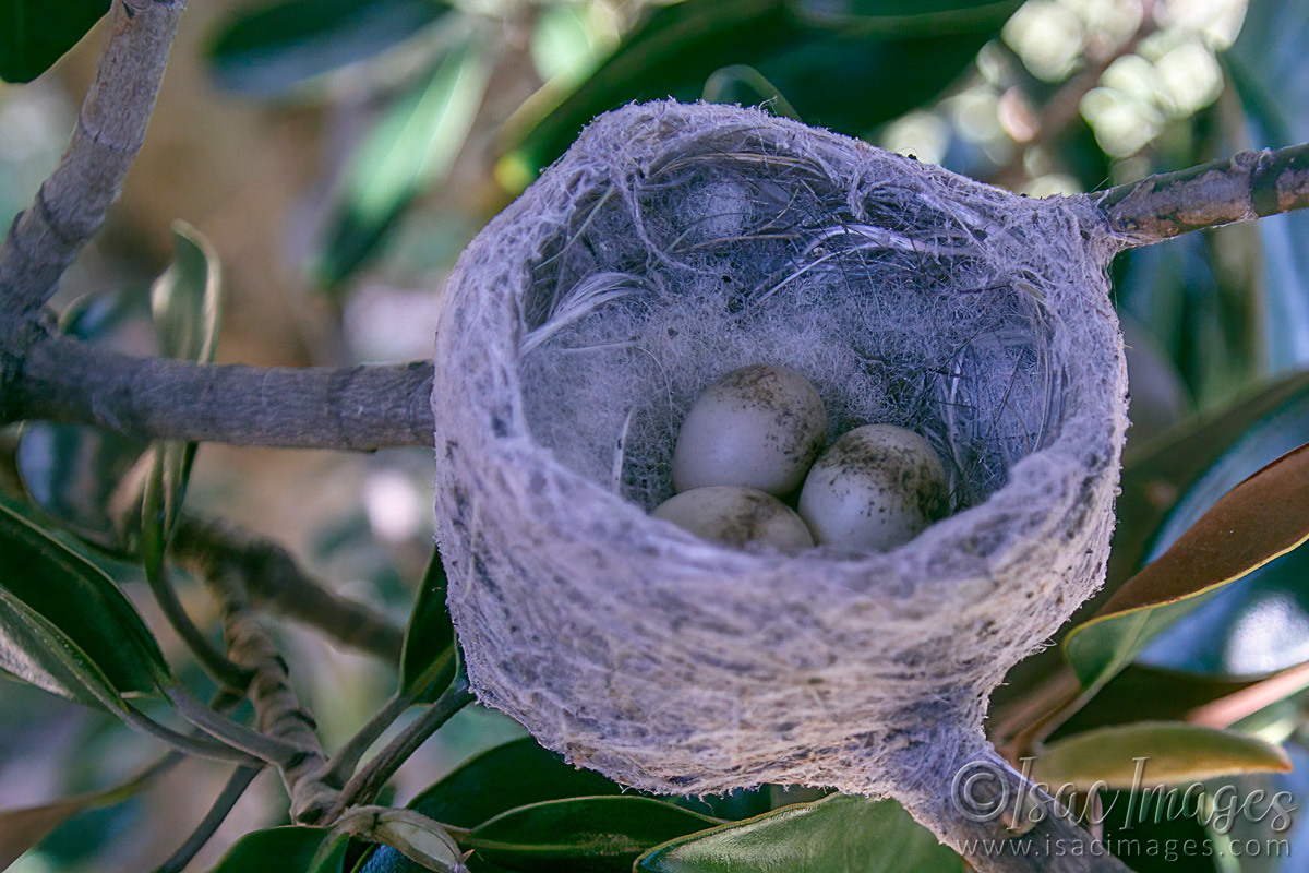 Click image for larger version

Name:	7631-Willie_Nest_Eggs.jpg
Views:	62
Size:	292.1 KB
ID:	494559