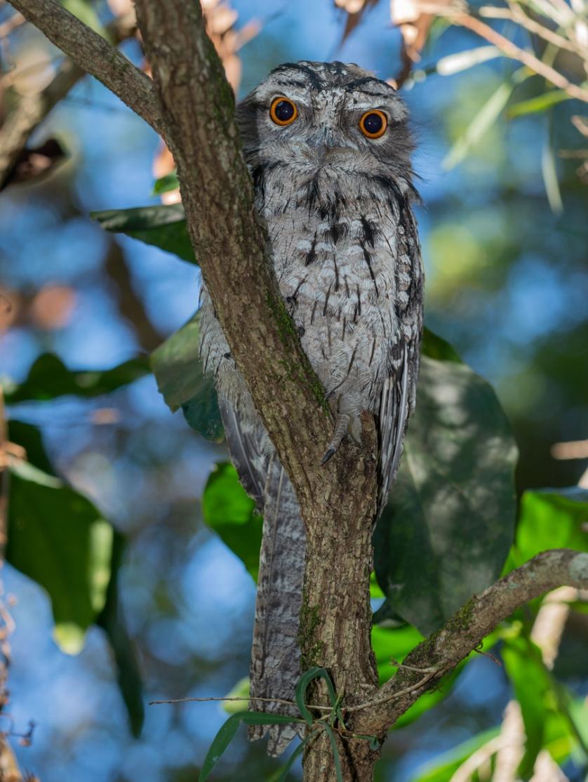 Click image for larger version

Name:	20211203_Frogmouths_0006.jpg
Views:	120
Size:	118.0 KB
ID:	482026