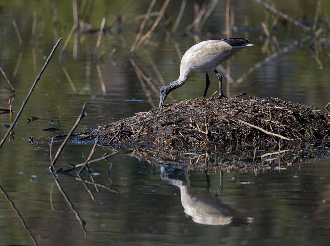 Click image for larger version

Name:	20210827_EaglebyWetlands_0025_sml.jpg
Views:	67
Size:	116.2 KB
ID:	480245